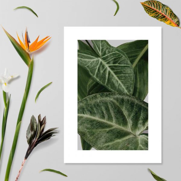 plakat przedstawiający liście