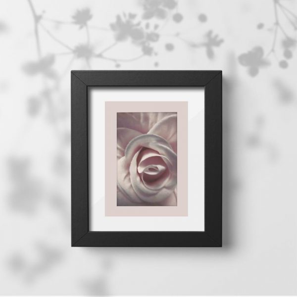 Plakat - Różowa róża na prezent