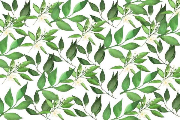 Fototapeta - Motyw roślinny