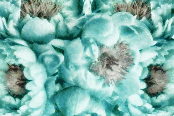 Tapeta z turkusowymi piwoniami