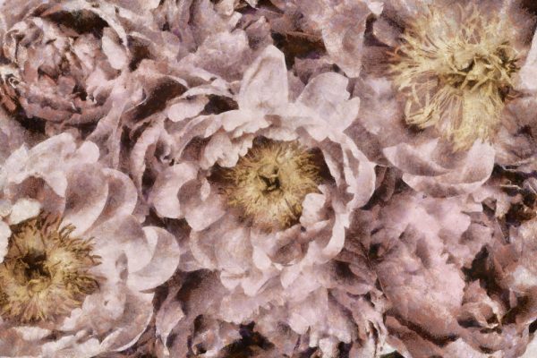 Foto-tapeta z motywem kwiatów