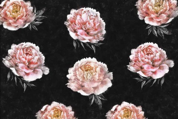 Fototapeta - Motyw peonii