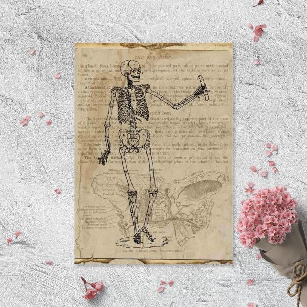Plakat z anatomią na papirusie