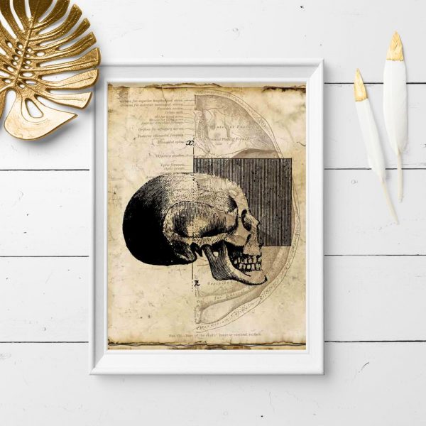 Plakat - Czaszka dla fizjoterapeuty
