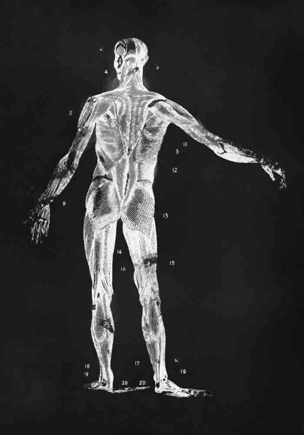 Plakat z anatomią człowieka