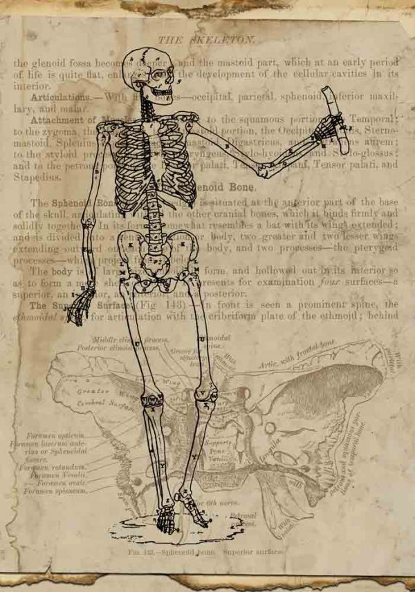 Plakat z motywem szkieletu na papirusie