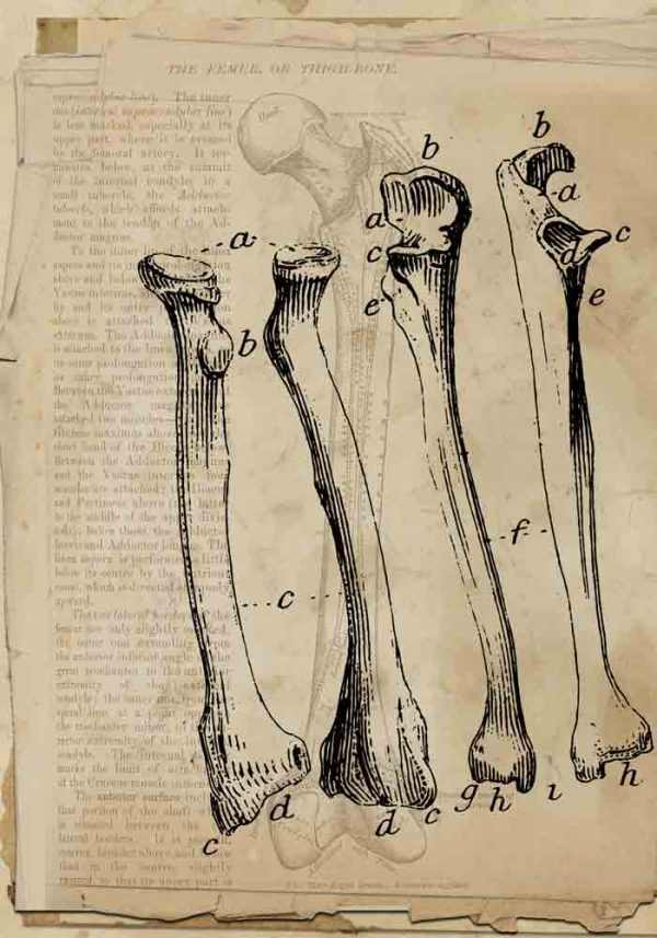 Plakat z kośćmi do gabinetu fizjoterapii