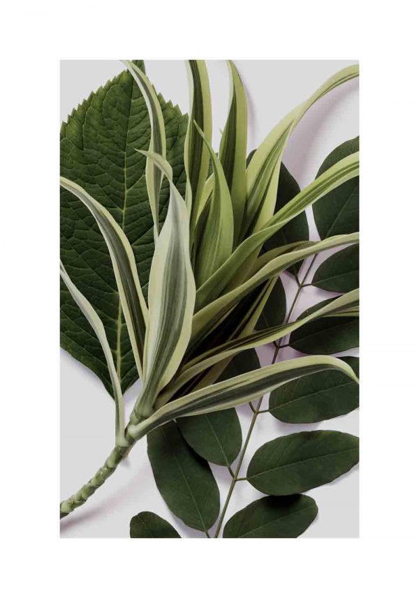 plakat z zielonymi liśćmi z białym passepartout