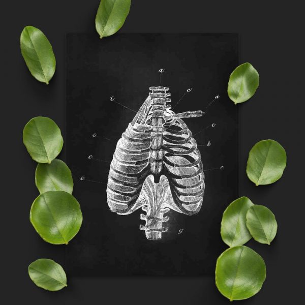 Plakat dla fizjoterapeuty - Klatka piersiowa