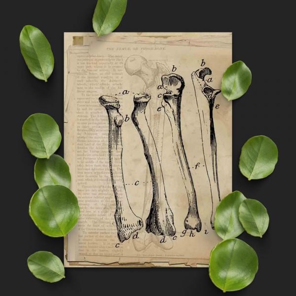 Plakat z kośćmi do gabinetu fizjoterapeuty