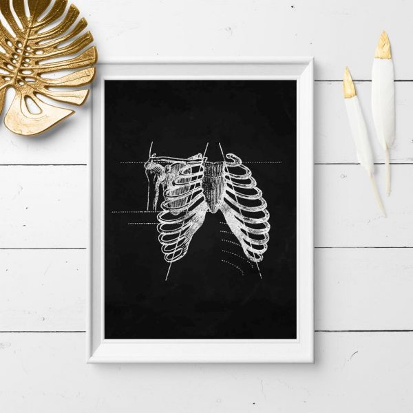 Plakat - Anatomia żeber
