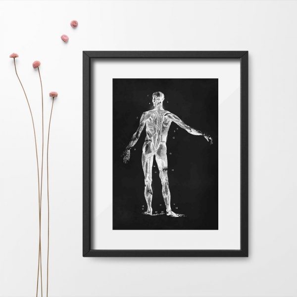 Plakat - Budowa człowieka