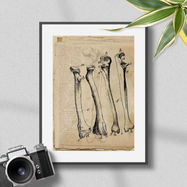 Plakat z kośćmi polecany do gabinetu fizjoterapeuty