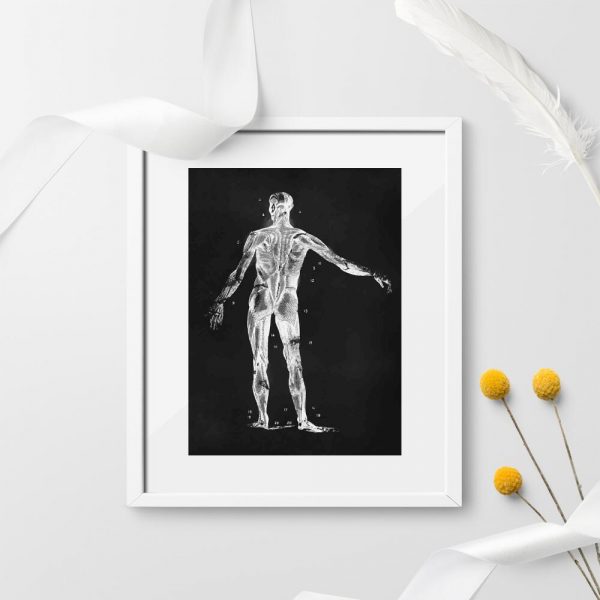 Plakat anatomiczny - Widok z tyłu