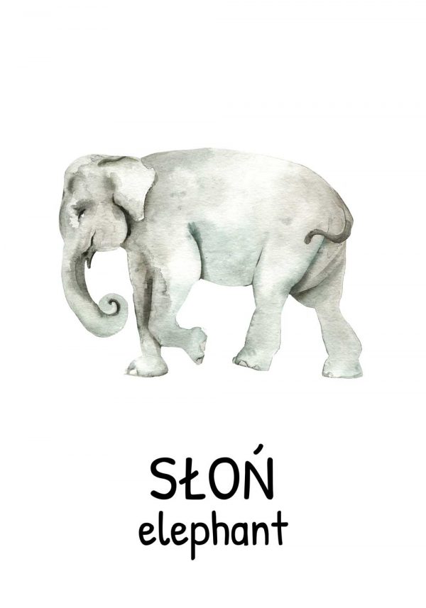 Plakat edukacyjny ze słoniem