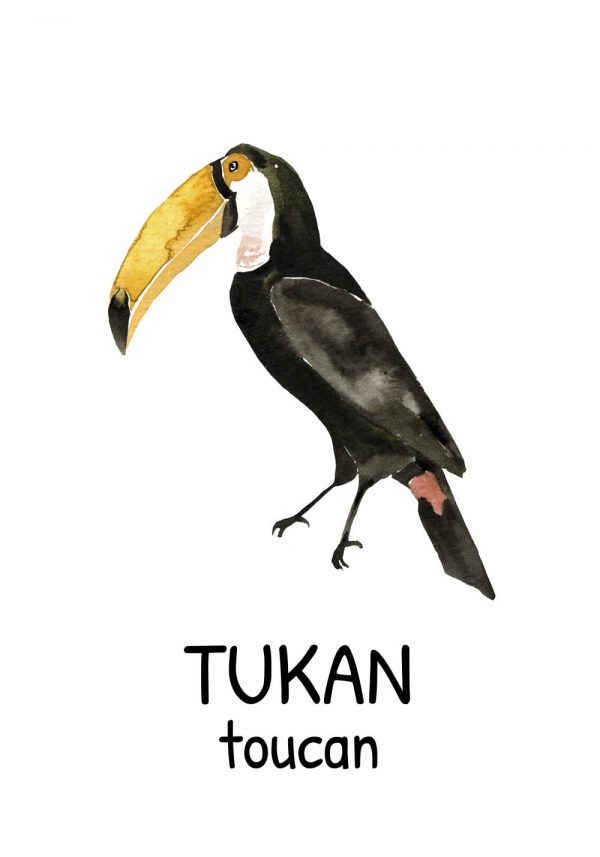 Plakat edukacyjny - Tukan