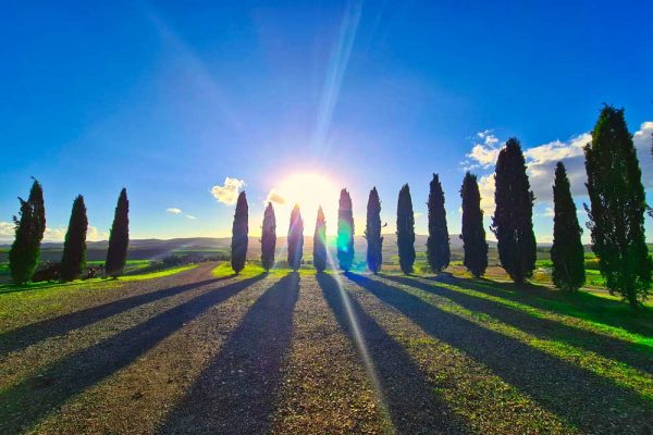 Obraz z motywem zachodu słońca i rzędu cyprysów