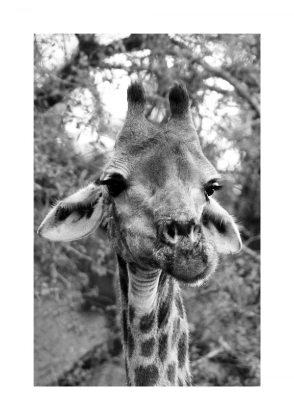 Plakat głowa żyrafy