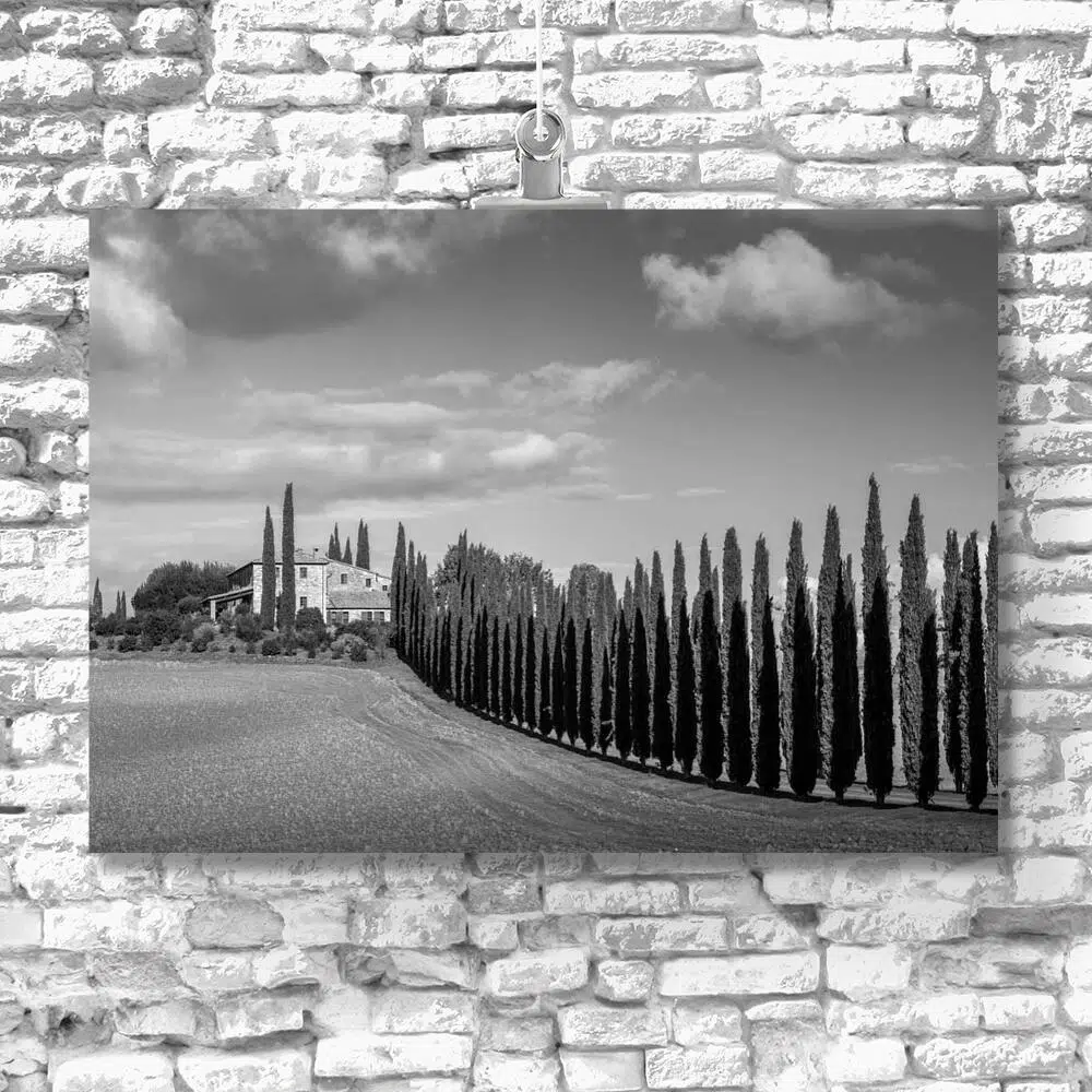 Szary obraz z cyprysowa drogą