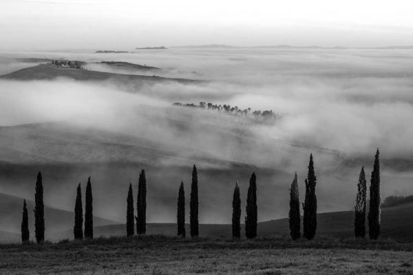 Obraz - Czarno-biały krajobraz z drzewkami do salonu