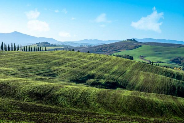 Obraz z zielonymi polami