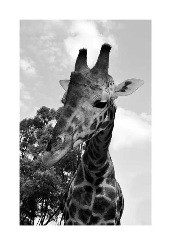 Plakat żyrafa na tle drzewa