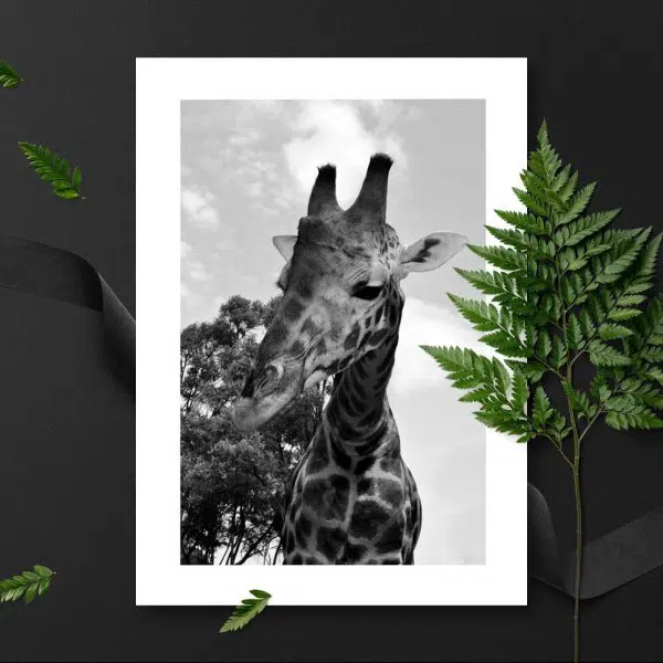 Plakat z żyrafą w czarno-białych kolorach