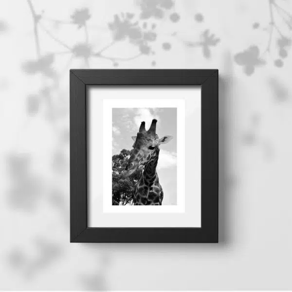 Plakat z żyrafą na tle akacji