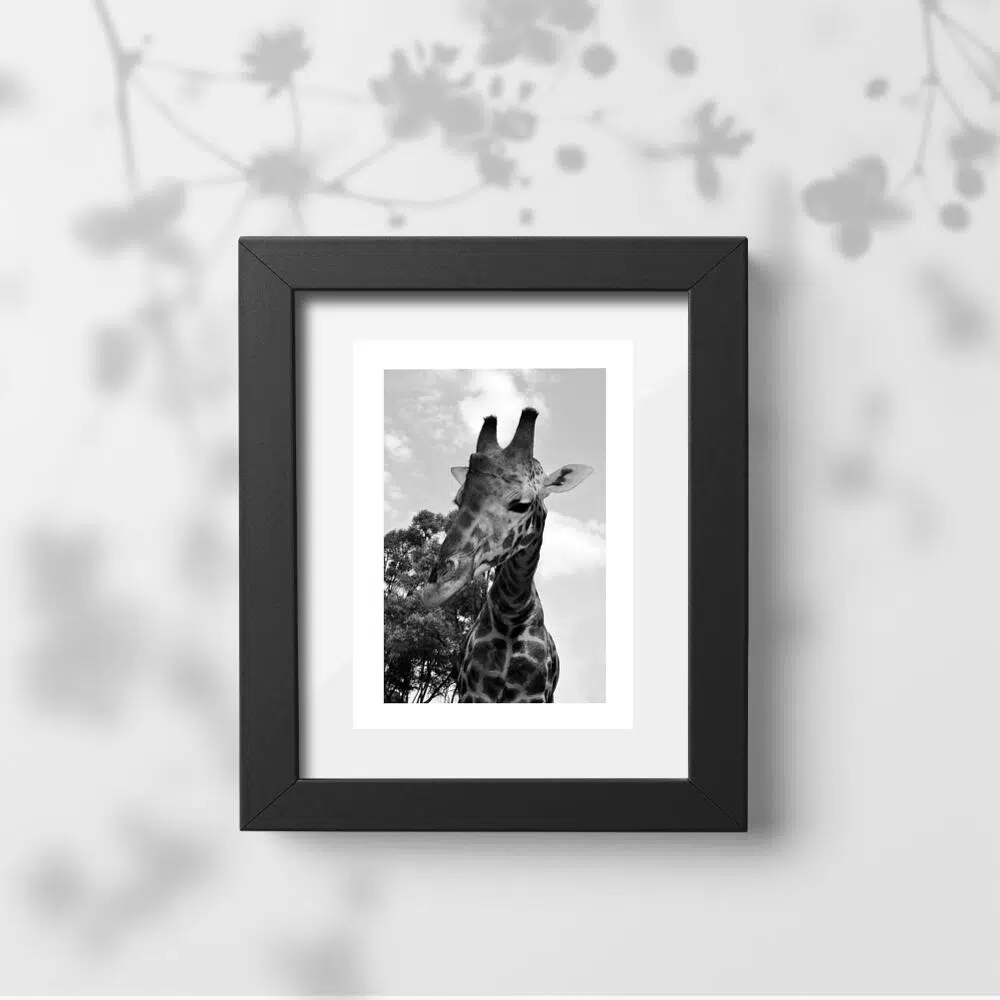 Plakat z żyrafą na tle akacji