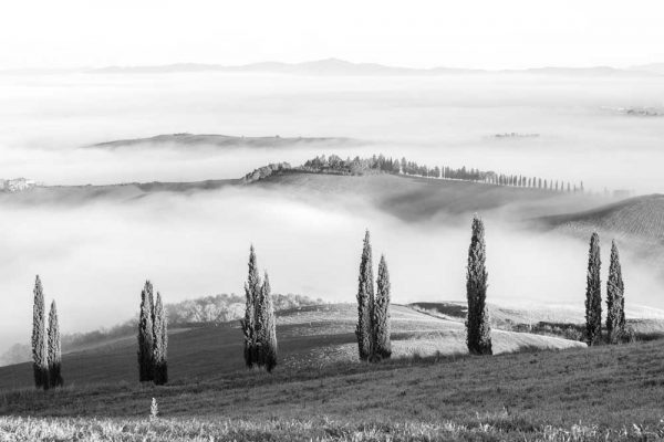 Szary obraz z topolami