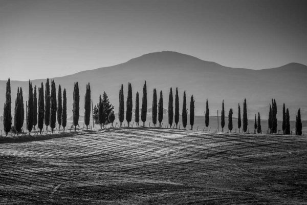 Obraz z szarymi drzewami