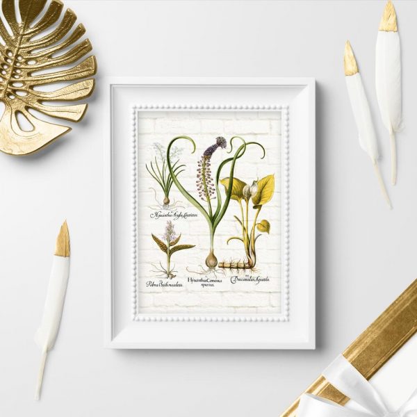 Botaniczny plakat z hiacyntem do przedpokoju
