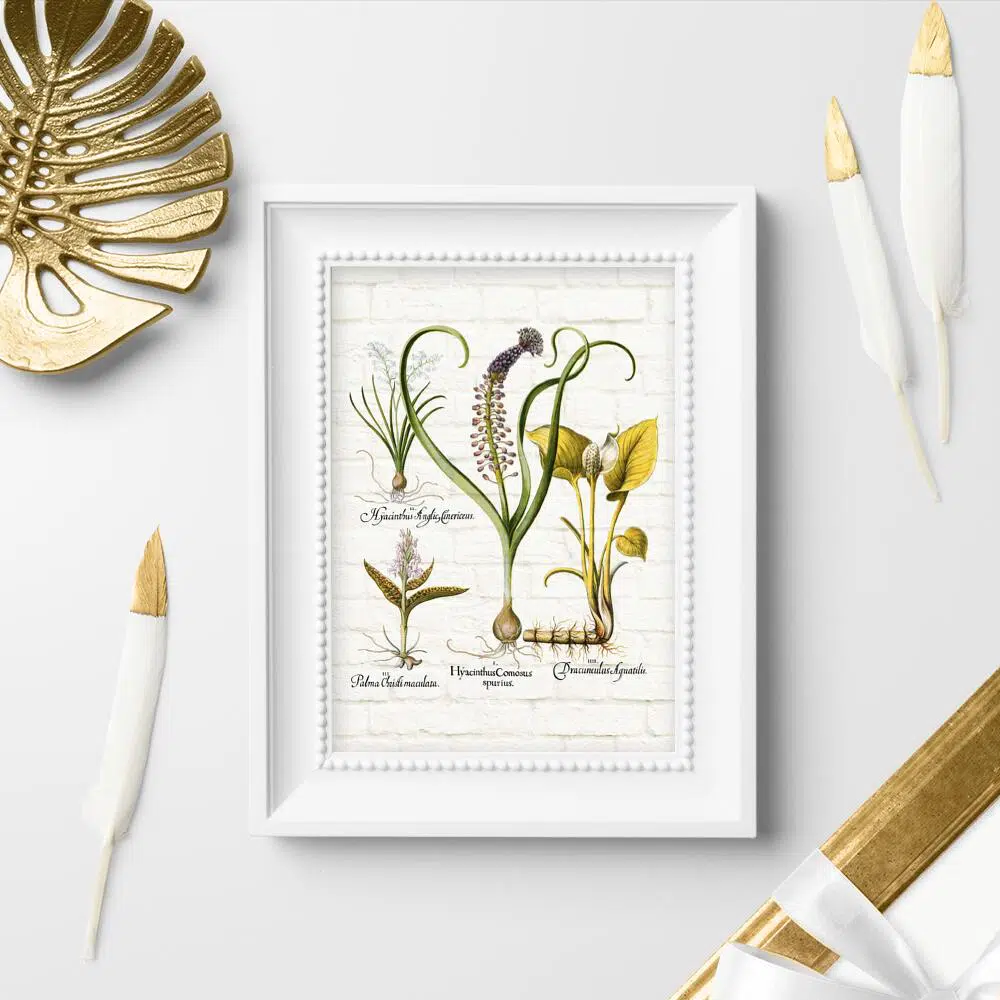 Botaniczny plakat z hiacyntem do przedpokoju
