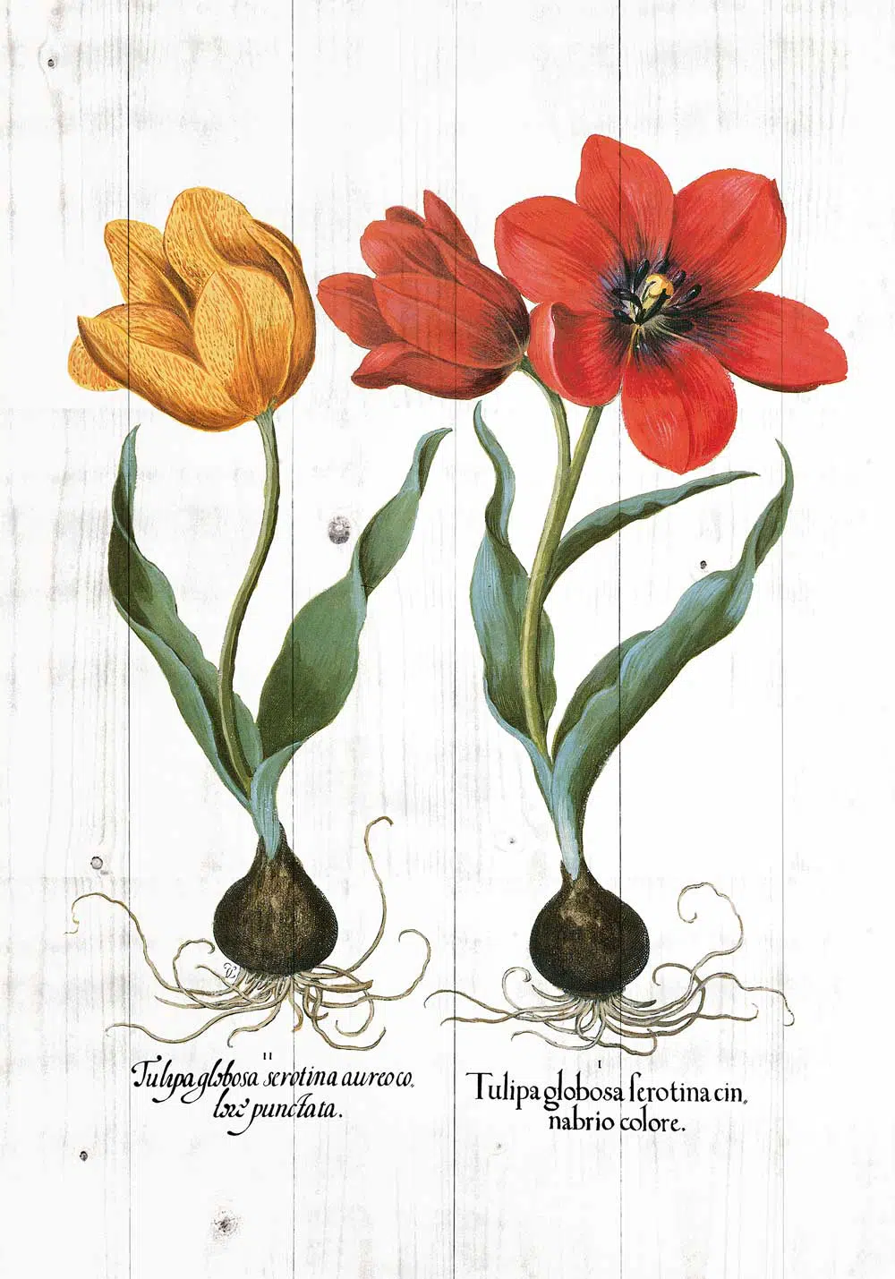 Plakat z tulipanami