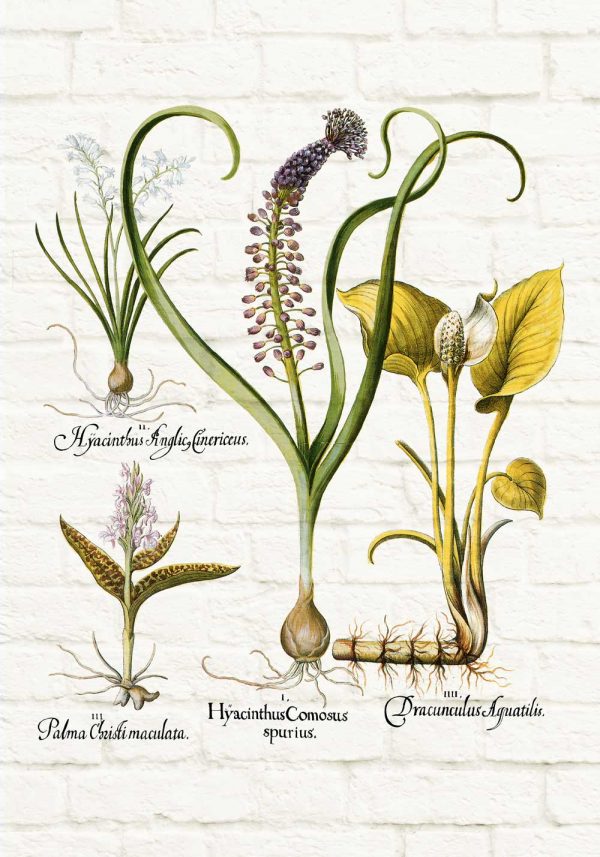 Botaniczny plakat - Hiacynt