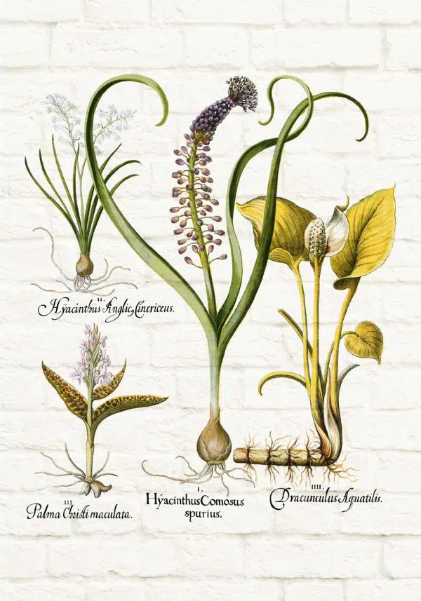Botaniczny plakat - Hiacynt