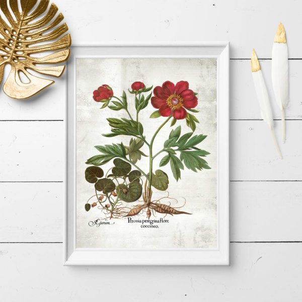 Plakat z peonią do przedpokoju