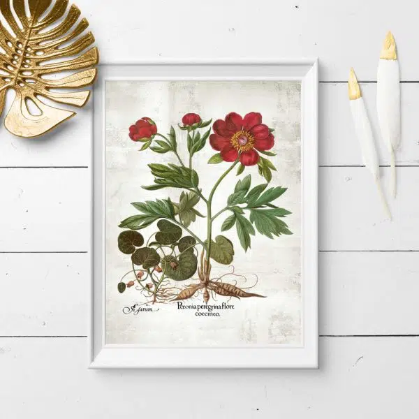 Plakat z peonią do przedpokoju