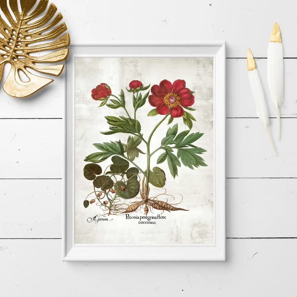 Plakat z peonią do przedpokoju