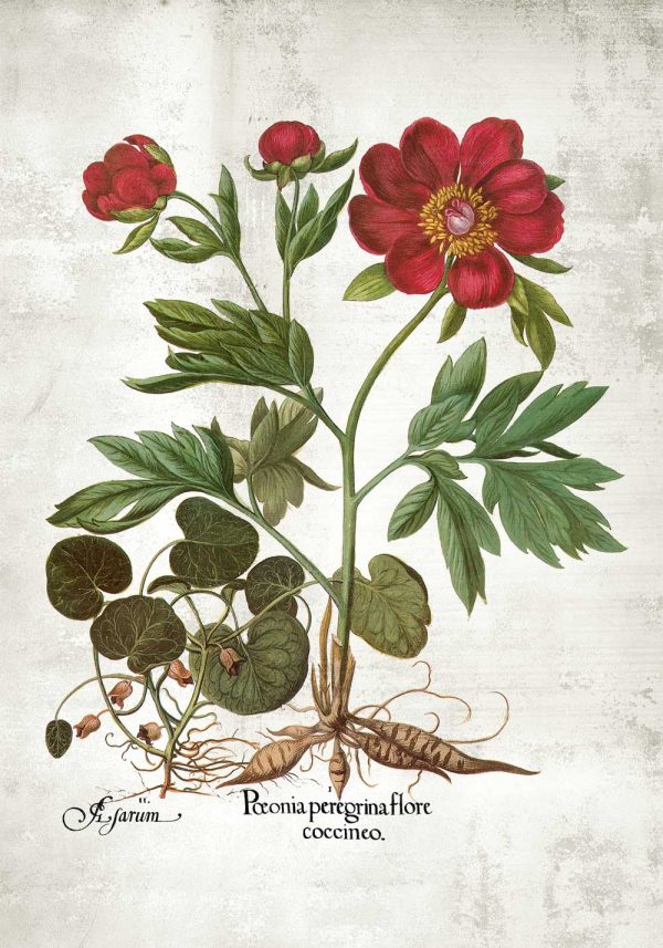 Plakat - Peonia