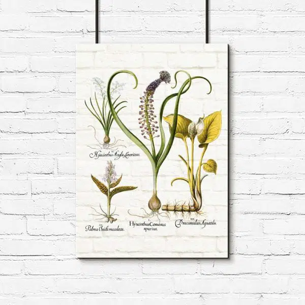 Botaniczny plakat z hiacyntem do salonu