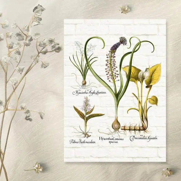 Botaniczny plakat z hiacyntem do sypialni