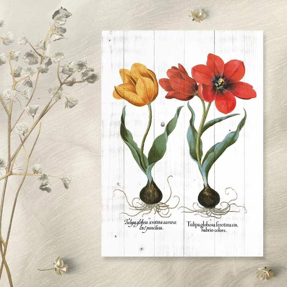 Plakat z tulipanami do pokoju