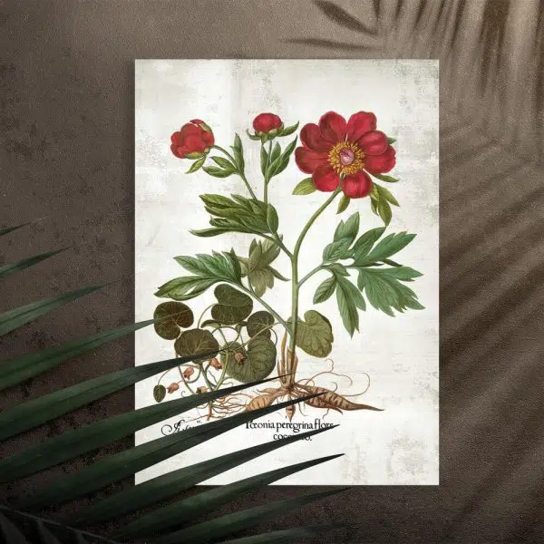 Plakat z peonią do sypialni