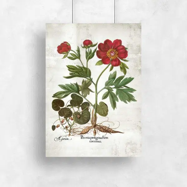Plakat z peonią do salonu