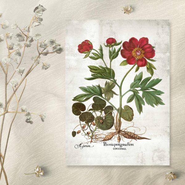 Plakat z peonią do pokoju