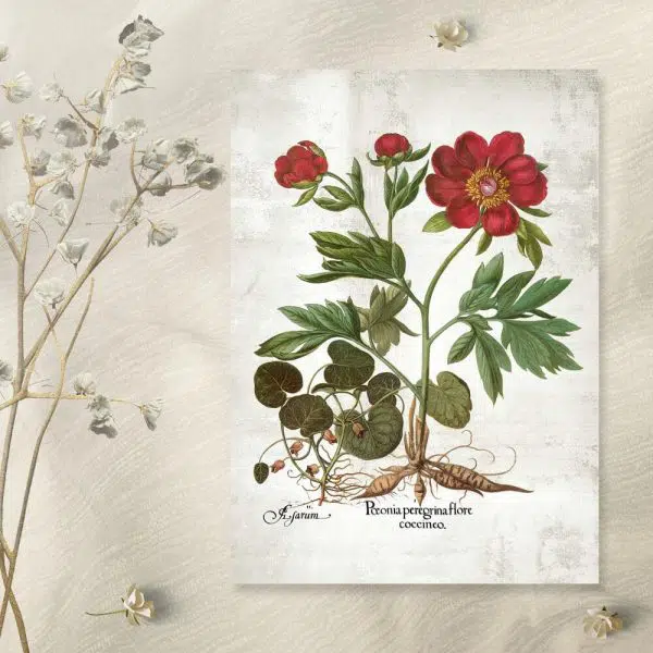 Plakat z peonią do pokoju