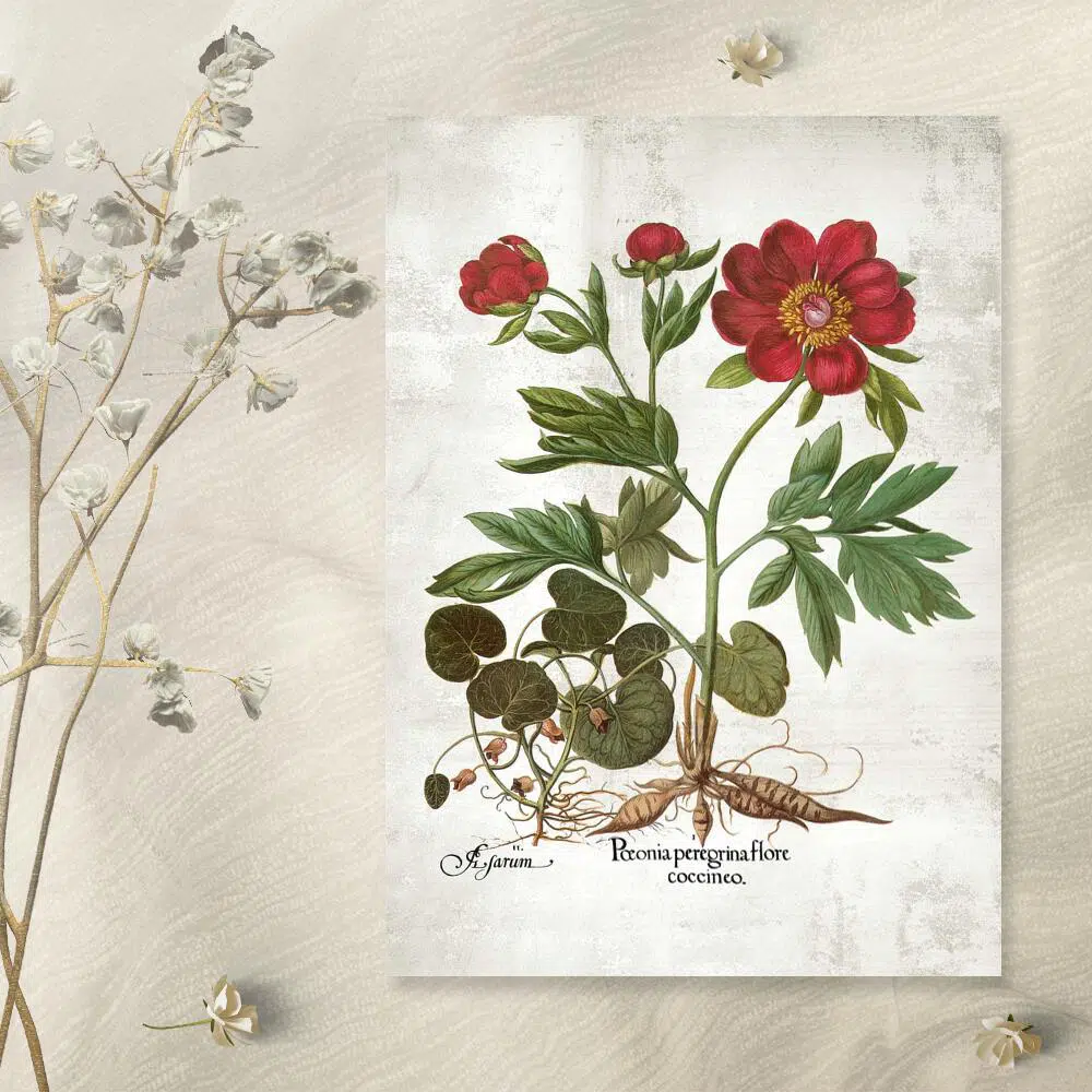 Plakat z peonią do pokoju