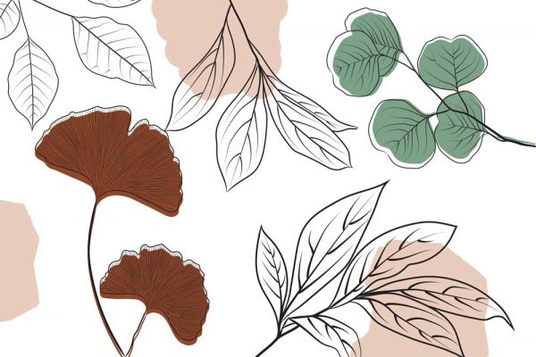 Fototapeta liście miłorzębu i olszy