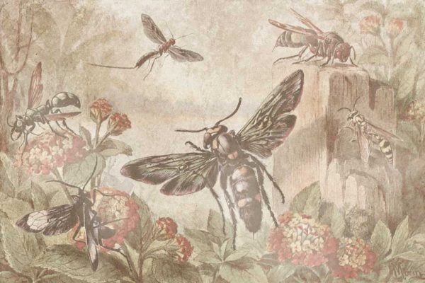 Fototapeta z reprodukcją - Morin